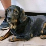 Подробнее об объявлении «Найдена собака черная с рыжими подпалинами Орехово-Зуево» Фото: найдена собака  «Найдена собака черная с рыжими подпалинами...» в г. Орехово-Зуево