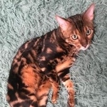 Подробнее об объявлении «Чехов Пропал кот» Фото: пропала кошка Бенгальская «Чехов Пропал кот» в г. Чехов