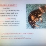 Подробнее об объявлении «Пропал кот бенгал ачи Москва» Фото: пропала кошка Бенгальская «Пропал кот бенгал ачи Москва» в г. Москва