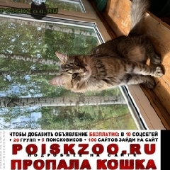 Подробнее об объявлении «Пропал кот помогите найти кота Москва» Фото: пропала кошка  «Пропал кот помогите найти кота Москва» в г. Москва