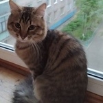 Подробнее об объявлении «Пропал кот помогите найти кота. щелковское шоссе Москва» Фото: пропала кошка  «Пропал кот помогите найти кота. щелковское...» в г. Москва