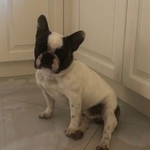 Подробнее об объявлении «Геленджик Пропала собака кобель французский бульдог» Фото: пропала собака Французский бульдог «Геленджик Пропала собака кобель французский...» в г. Геленджик