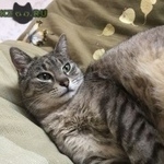 Подробнее об объявлении «Геленджик Пропала кошка в районе гаражей на ул. фадеева» Фото: пропала кошка  «Геленджик Пропала кошка в районе гаражей на ул....» в г. Геленджик