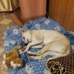 Подробнее об объявлении «Подольск Пропала собака кобель» Фото: пропала собака  «Подольск Пропала собака кобель» в г. Подольск