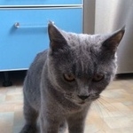 Подробнее об объявлении «Найдена кошка голубая британская Мытищи» Фото: найдена кошка Британская короткошерстная «Найдена кошка голубая британская Мытищи» в г. Мытищи