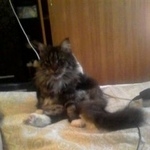 Подробнее об объявлении «Пропал кот. медиков 15. царицыно Москва» Фото: пропала кошка Мейн-кун «Пропал кот. медиков 15. царицыно Москва» в г. Москва