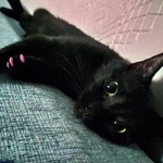 Подробнее об объявлении «Пропала кошка, район сокол Москва» Фото: пропала кошка  «Пропала кошка, район сокол Москва» в г. Москва