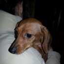 Подробнее об объявлении «Найдена собака такса Новокузнецк» Фото: найдена собака Такса «Найдена собака такса Новокузнецк» в г. Новокузнецк