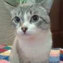 Подробнее об объявлении «Омск Пропал кот» Фото: пропала кошка  «Омск Пропал кот» в г. Омск