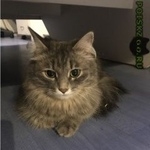 Подробнее об объявлении «Екатеринбург Найдена кошка» Фото: найдена кошка  «Екатеринбург Найдена кошка» в г. Екатеринбург