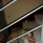 Подробнее об объявлении «Москва Найдена кошка» Фото: найдена кошка  «Москва Найдена кошка» в г. Москва