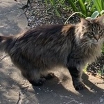 Подробнее об объявлении «Пропал кот помогите найти Москва» Фото: пропала кошка Мейн-кун «Пропал кот помогите найти Москва» в г. Москва