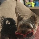 Подробнее об объявлении «Пропала собака кобель йоркшикский терьер Санкт-Петербург» Фото: пропала собака Йоркширский терьер «Пропала собака кобель йоркшикский терьер...» в г. Санкт-Петербург