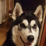 Подробнее об объявлении «Пропала собака Ульяновск» Фото: пропала собака Сибирская хаски «Пропала собака Ульяновск» в г. Ульяновск