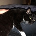 Подробнее об объявлении «Пропал кот за вознаграждение Москва» Фото: пропала кошка  «Пропал кот за вознаграждение Москва» в г. Москва