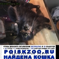 Подробнее об объявлении «Москва Найдена кошка черепахового окраса» Фото: найдена кошка  «Москва Найдена кошка черепахового окраса» в г. Москва