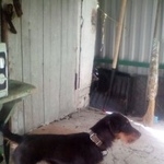 Подробнее об объявлении «Воронеж Найдена собака девочка ягдтерьера» Фото: найдена собака Ягд-терьер «Воронеж Найдена собака девочка ягдтерьера» в г. Воронеж