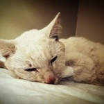 Подробнее об объявлении «Москва Найдена кошка» Фото: найдена кошка  «Москва Найдена кошка» в г. Москва