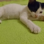 Подробнее об объявлении «Краснодар Найдена кошка котёнок-девочка, 2 месяца» Фото: найдена кошка  «Краснодар Найдена кошка котёнок-девочка, 2 месяца» в г. Краснодар