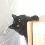 Подробнее об объявлении «Бердск Пропала кошка помогите любимая кошка» Фото: пропала кошка  «Бердск Пропала кошка помогите любимая кошка» в г. Бердск