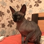 Подробнее об объявлении «Пропал кот сфинкс Москва» Фото: пропала кошка Сфинкс «Пропал кот сфинкс Москва» в г. Москва