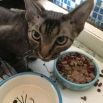 Подробнее об объявлении «Пропал кот Москва» Фото: пропала кошка Девон-рекс «Пропал кот Москва» в г. Москва