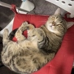 Подробнее об объявлении «Пропала кошка Москва» Фото: пропала кошка  «Пропала кошка Москва» в г. Москва