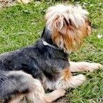 Подробнее об объявлении «Подольск Пропала собака кобель йорк» Фото: пропала собака Йоркширский терьер «Подольск Пропала собака кобель йорк» в г. Подольск