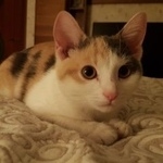 Подробнее об объявлении «Пропала кошка Москва» Фото: пропала кошка  «Пропала кошка Москва» в г. Москва