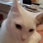 Подробнее об объявлении «Пропал кот, кличка бегемот. Реутов» Фото: пропала кошка  «Пропал кот, кличка бегемот. Реутов» в г. Реутов