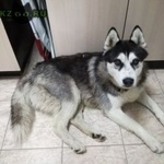Подробнее об объявлении «Найдена собака кобель хаски, молодой кобель Тюмень» Фото: найдена собака Сибирская хаски «Найдена собака кобель хаски, молодой кобель Тюмень» в г. Тюмень