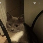 Подробнее об объявлении «Чехов Пропал кот.» Фото: пропала кошка Британская короткошерстная «Чехов Пропал кот.» в г. Чехов