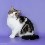 Подробнее об объявлении «Пропала кошка Москва» Фото: пропала кошка  «Пропала кошка Москва» в г. Москва