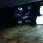 Подробнее об объявлении «Москва Найдена кошка» Фото: найдена кошка  «Москва Найдена кошка» в г. Москва