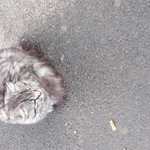 Подробнее об объявлении «Найдена кошка Уфа» Фото: найдена кошка  «Найдена кошка Уфа» в г. Уфа