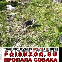 Подробнее об объявлении «Пропала собака Москва» Фото: пропала собака Чихуахуа «Пропала собака Москва» в г. Москва