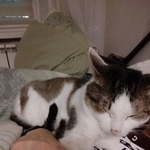 Подробнее об объявлении «Пропал кот помогите найти кота Москва» Фото: пропала кошка  «Пропал кот помогите найти кота Москва» в г. Москва