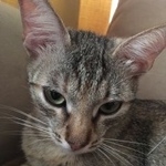 Подробнее об объявлении «Пропала кошка Москва» Фото: пропала кошка  «Пропала кошка Москва» в г. Москва