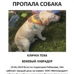 Подробнее об объявлении «Пропала собака кобель бежевый лабрадор Москва» Фото: пропала собака Лабрадор ретривер «Пропала собака кобель бежевый лабрадор Москва» в г. Москва