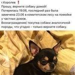 Подробнее об объявлении «Пропала собака Королев» Фото: пропала собака Чихуахуа «Пропала собака Королев» в г. Королев