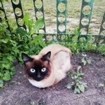 Подробнее об объявлении «Найдена кошка Курган» Фото: найдена кошка  «Найдена кошка Курган» в г. Курган