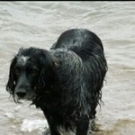 Подробнее об объявлении «Пропала собака кобель Хабаровск» Фото: пропала собака Русский охотничий спаниель «Пропала собака кобель Хабаровск» в г. Хабаровск