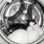 Подробнее об объявлении «Бердск Пропал кот гладк.белочерный короткохвост» Фото: пропала кошка  «Бердск Пропал кот гладк.белочерный короткохвост» в г. Бердск