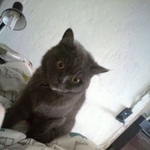 Подробнее об объявлении «Пропала кошка срочно Москва» Фото: пропала кошка  «Пропала кошка срочно Москва» в г. Москва