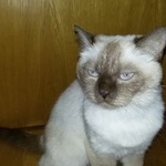 Подробнее об объявлении «Москва Найдена кошка» Фото: найдена кошка Тайская «Москва Найдена кошка» в г. Москва