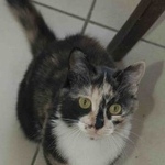 Подробнее об объявлении «Пропала кошка Москва» Фото: пропала кошка  «Пропала кошка Москва» в г. Москва