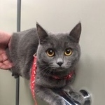 Подробнее об объявлении «Пропала кошка Ставрополь» Фото: пропала кошка  «Пропала кошка Ставрополь» в г. Ставрополь