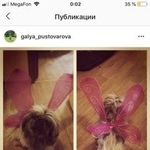 Подробнее об объявлении «Рассказово Пропала собака пекинес» Фото: пропала собака Пекинес «Рассказово Пропала собака пекинес» в г. Рассказово