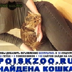Подробнее об объявлении «Москва Найдена кошка (или кот)» Фото: найдена кошка  «Москва Найдена кошка (или кот)» в г. Москва