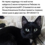 Подробнее об объявлении «Курган Пропала кошка» Фото: пропала кошка  «Курган Пропала кошка» в г. Курган